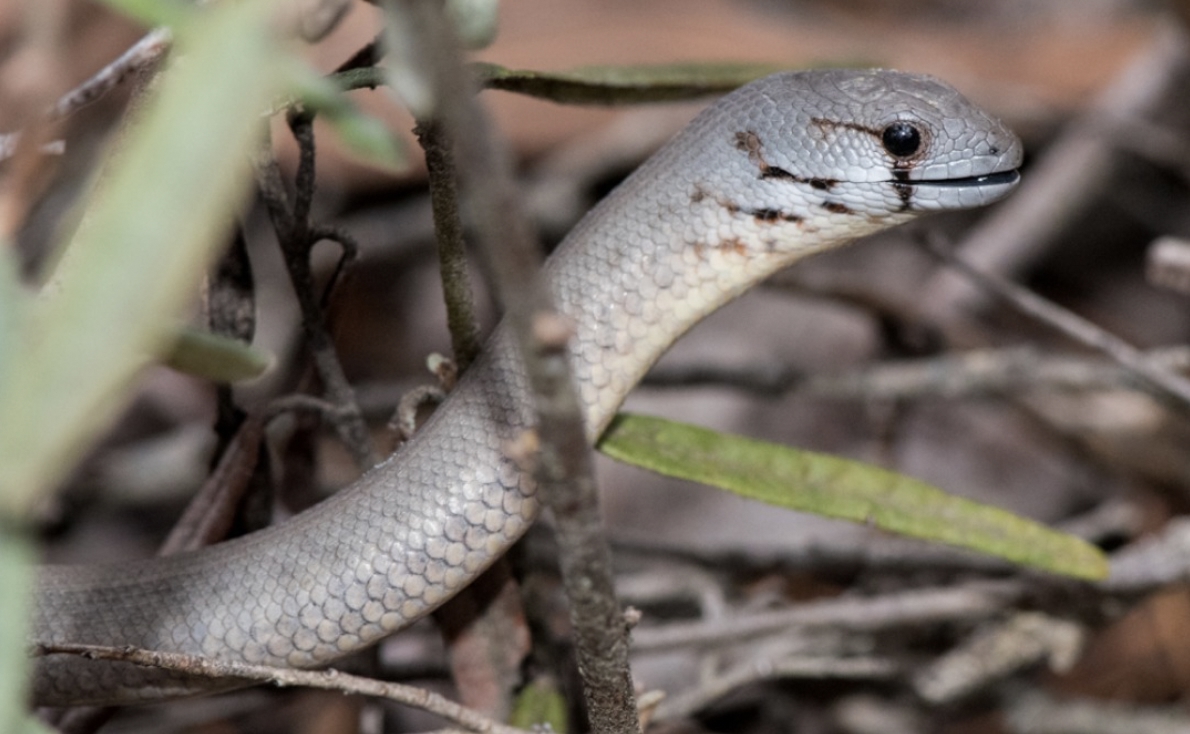 Australie Comment Savoir Diff rencier Un Serpent D un L zard Apode 